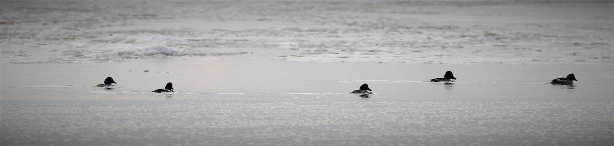 Barrow's Goldeneye - ML519505151