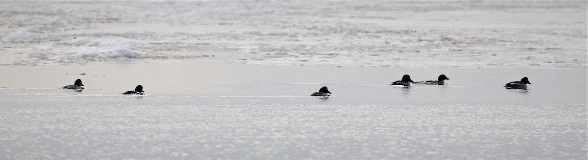 Barrow's Goldeneye - ML519505161