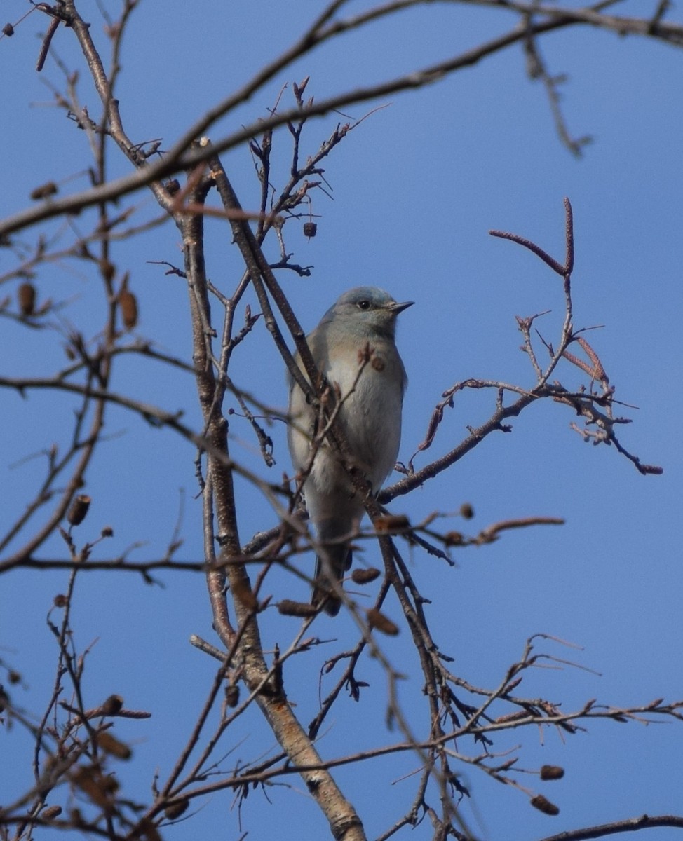 salašník horský - ML519505471