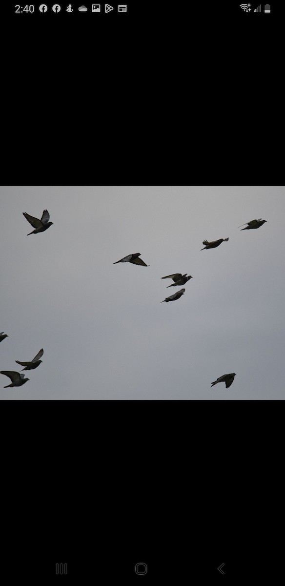 Rock Pigeon (Feral Pigeon) - ML519505651