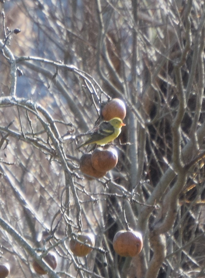 Western Tanager - ML519506741