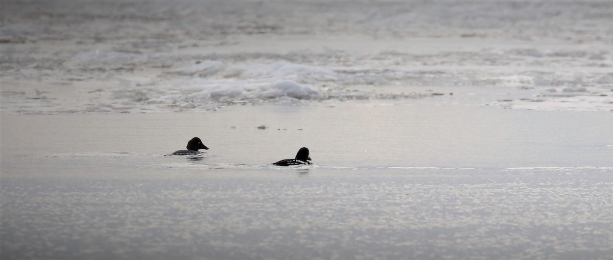 Barrow's Goldeneye - ML519506981