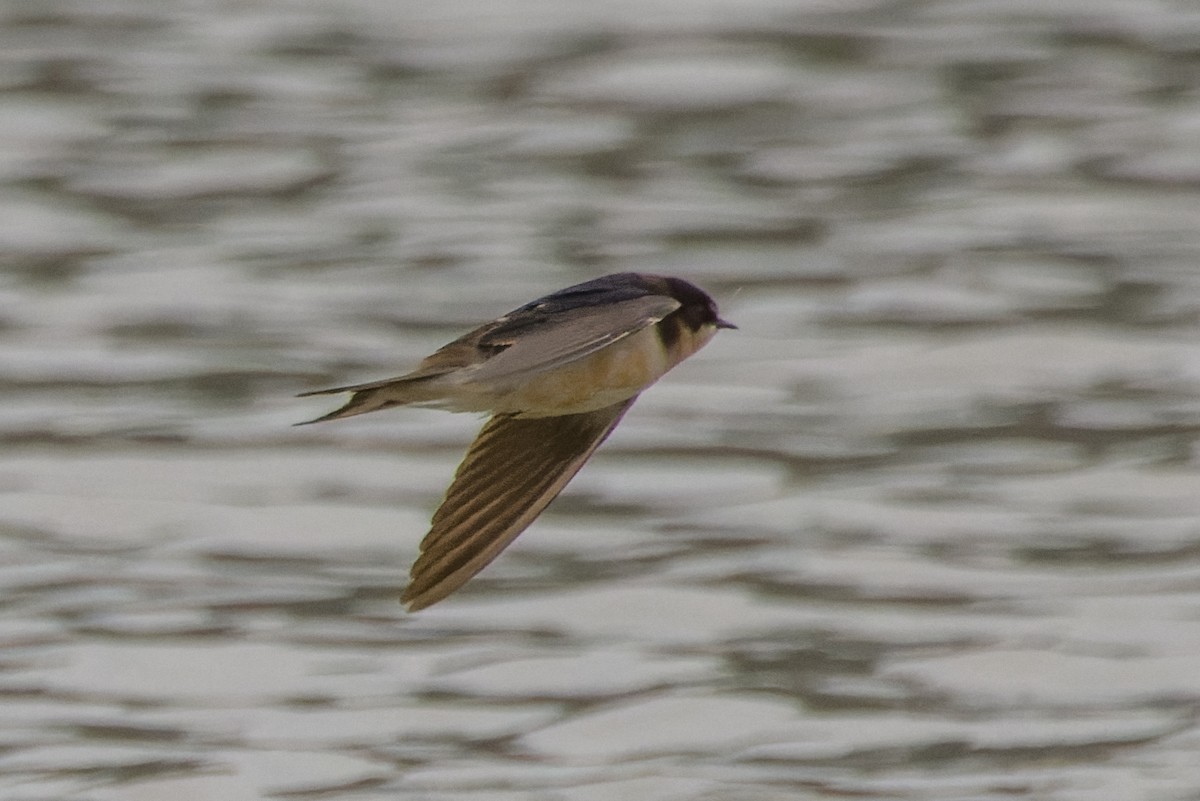 Barn Swallow - ML519507251