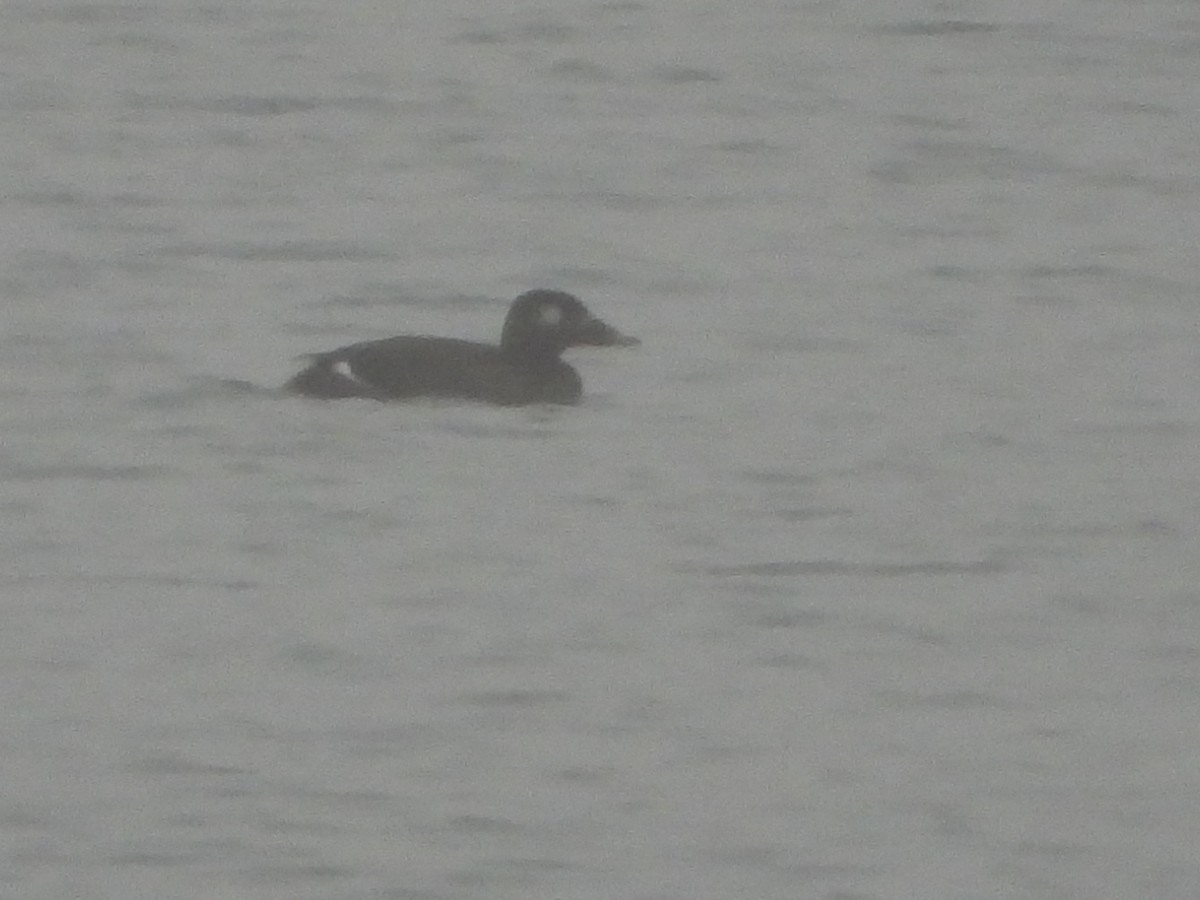 White-winged Scoter - ML519507581