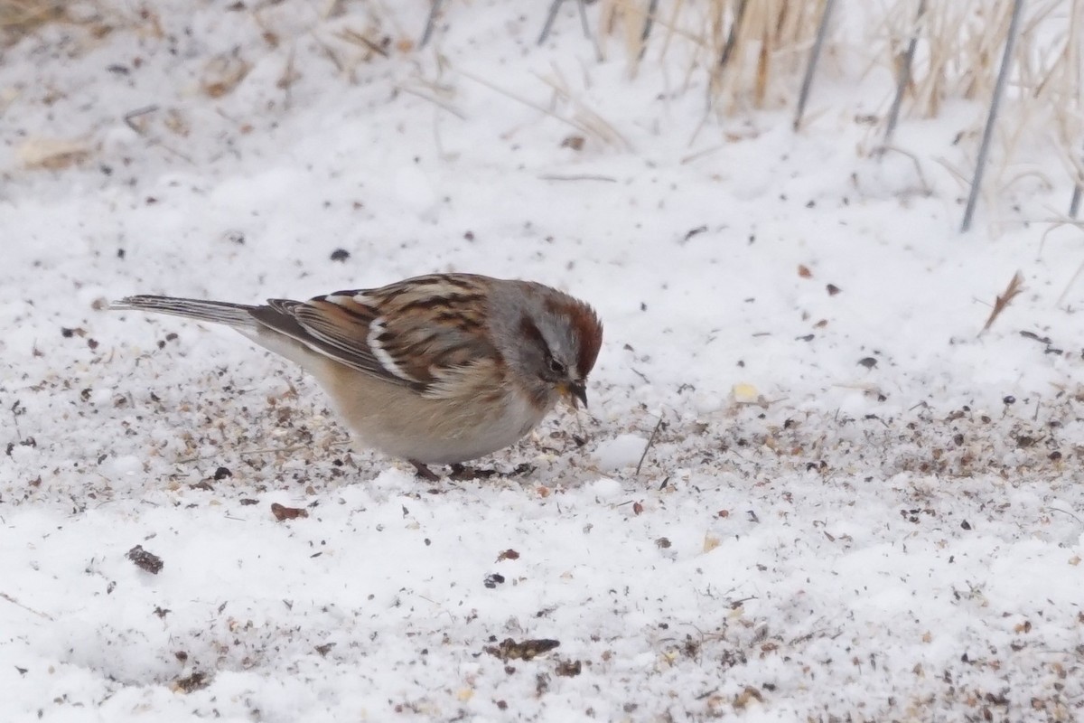 American Tree Sparrow - ML519510781