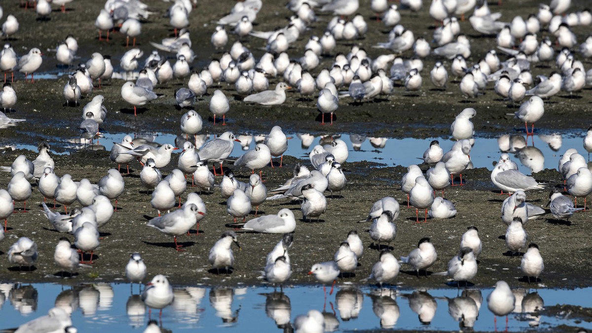 Sandwich Tern - ML519510951