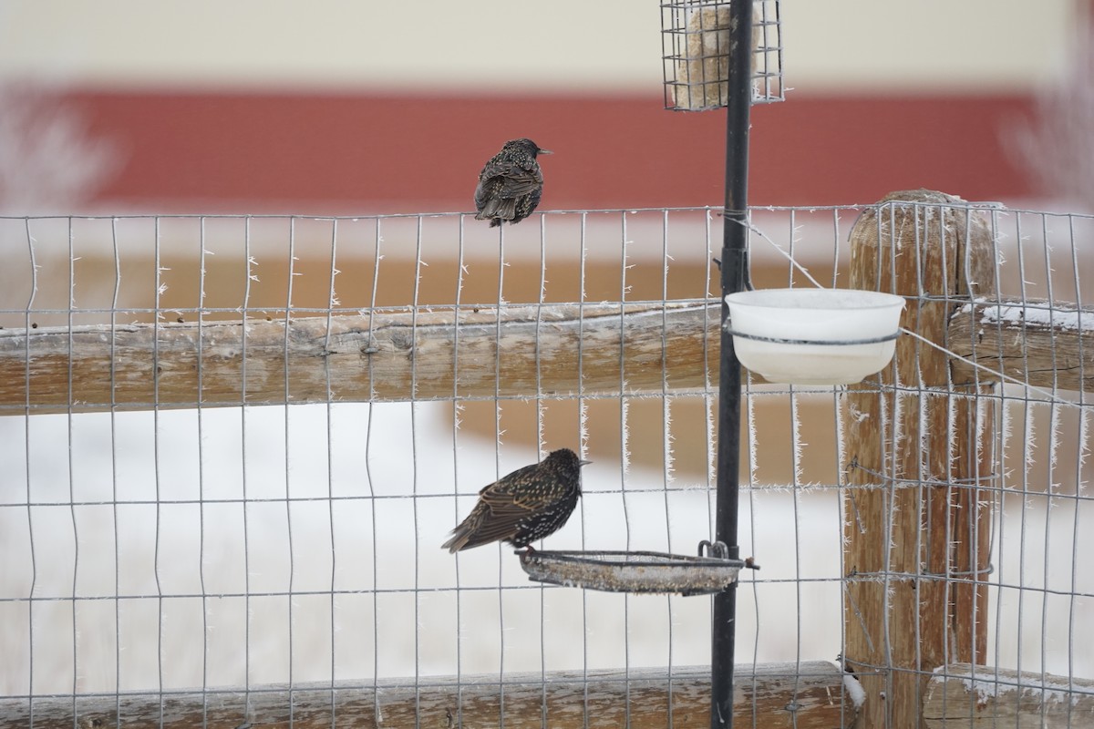 European Starling - Jacob Tims