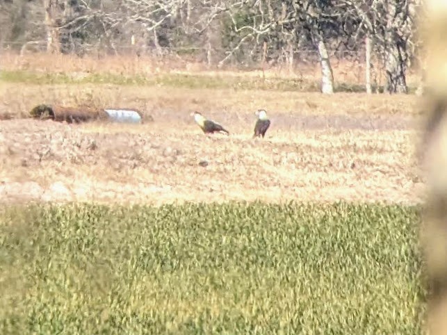 Crested Caracara - ML519511521