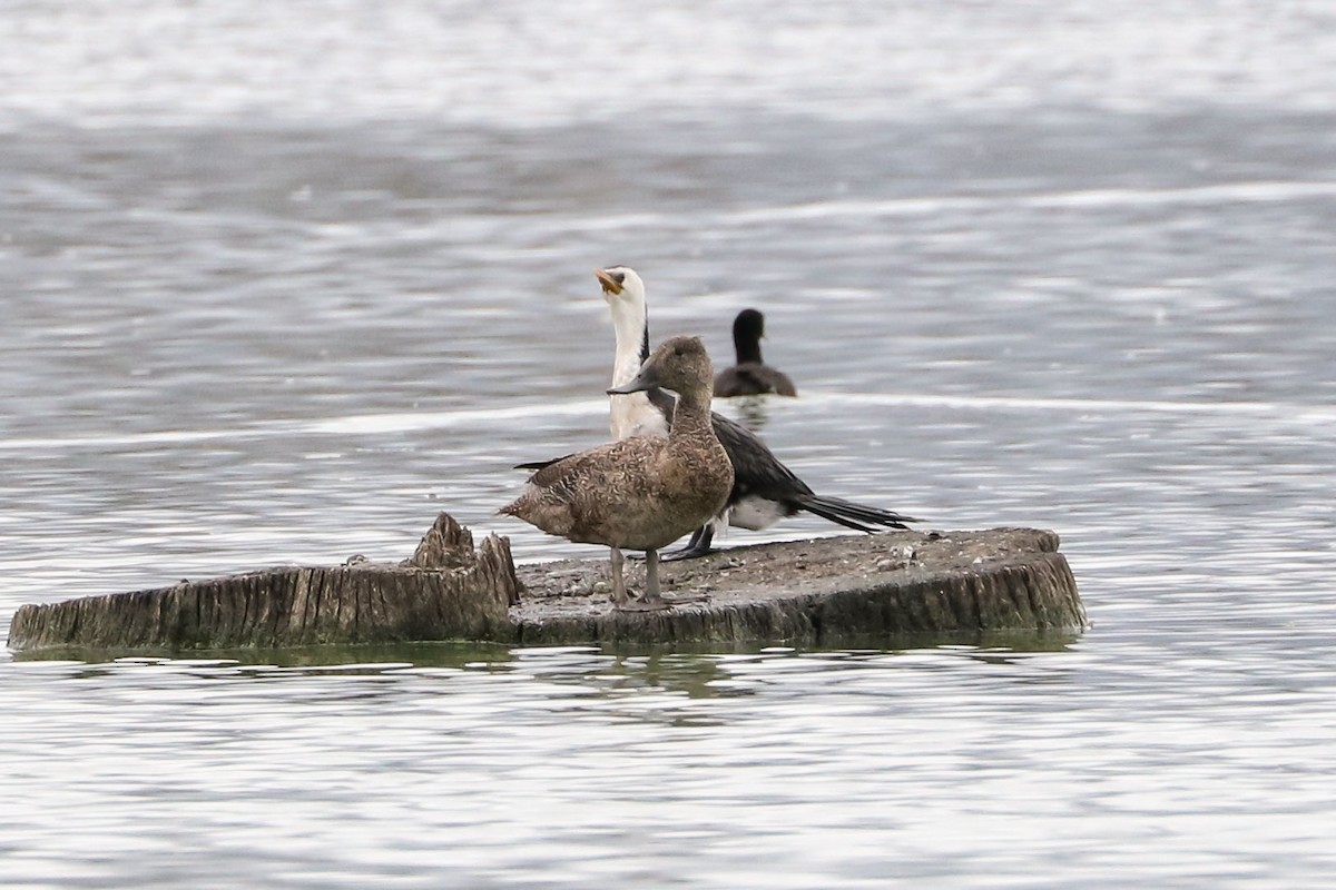 Freckled Duck - ML51951181