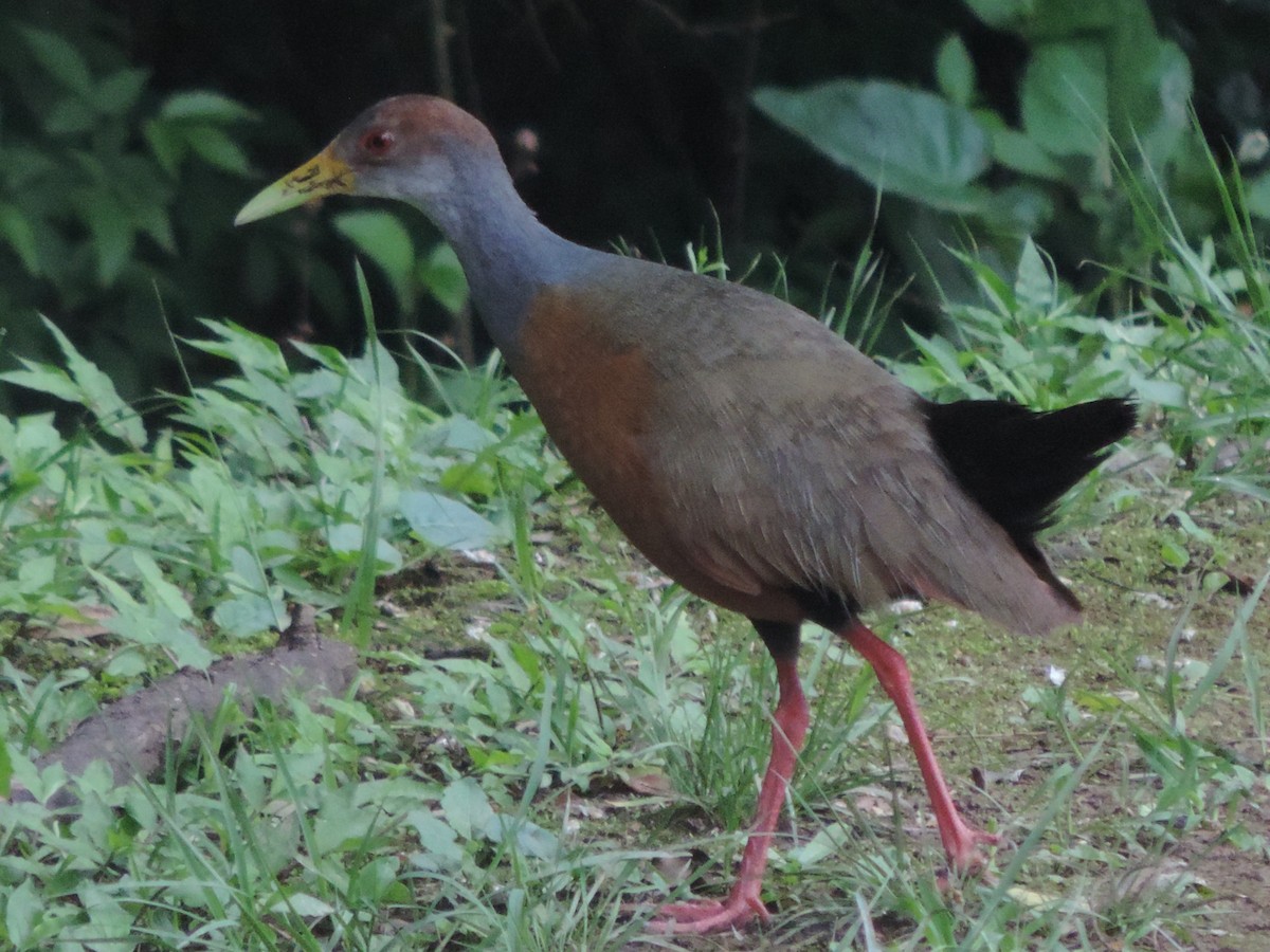 Gray-cowled Wood-Rail - ML519511871