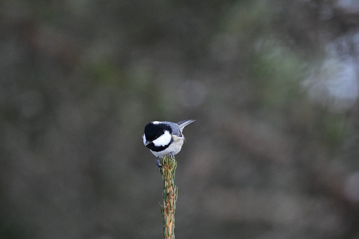 Coal Tit - Ann Saetnan