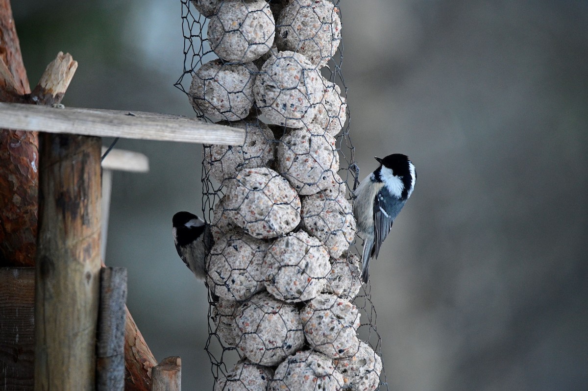 Coal Tit - Ann Saetnan