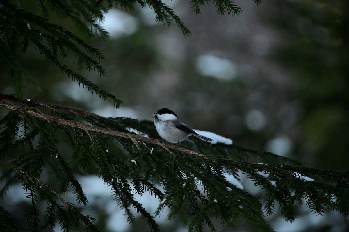 Mésange boréale - ML519514461