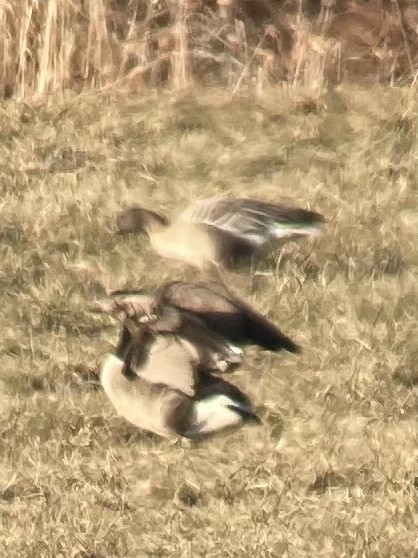 Pink-footed Goose - ML519514711