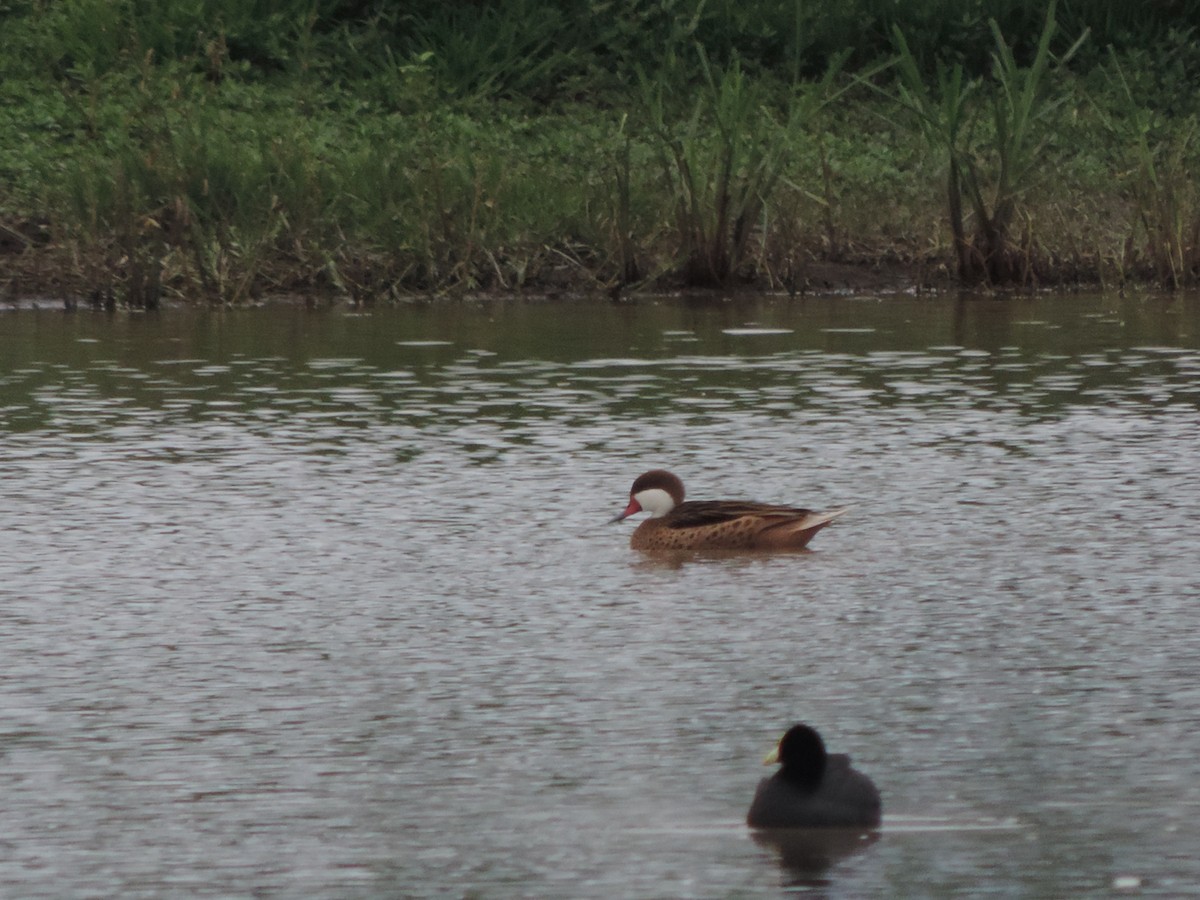 White-cheeked Pintail - ML519515171