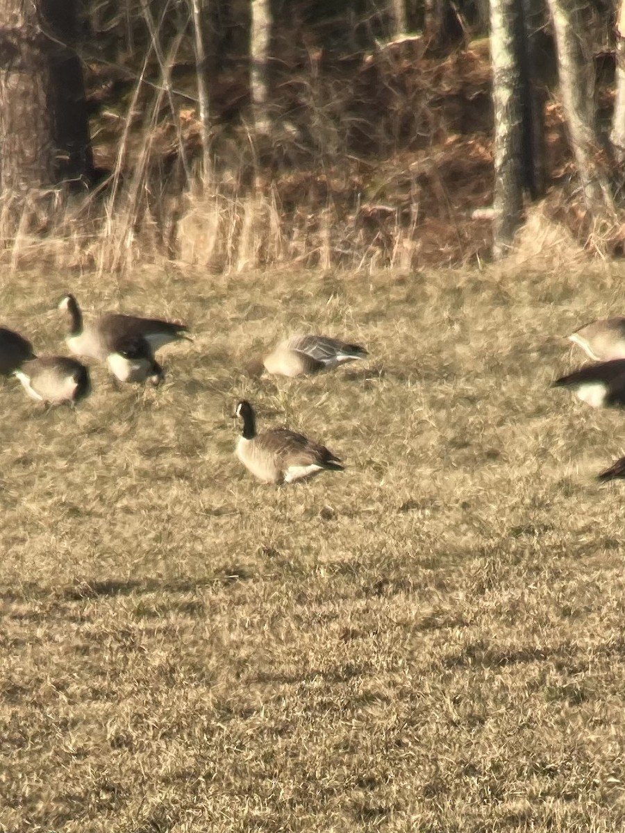 Pink-footed Goose - ML519515291