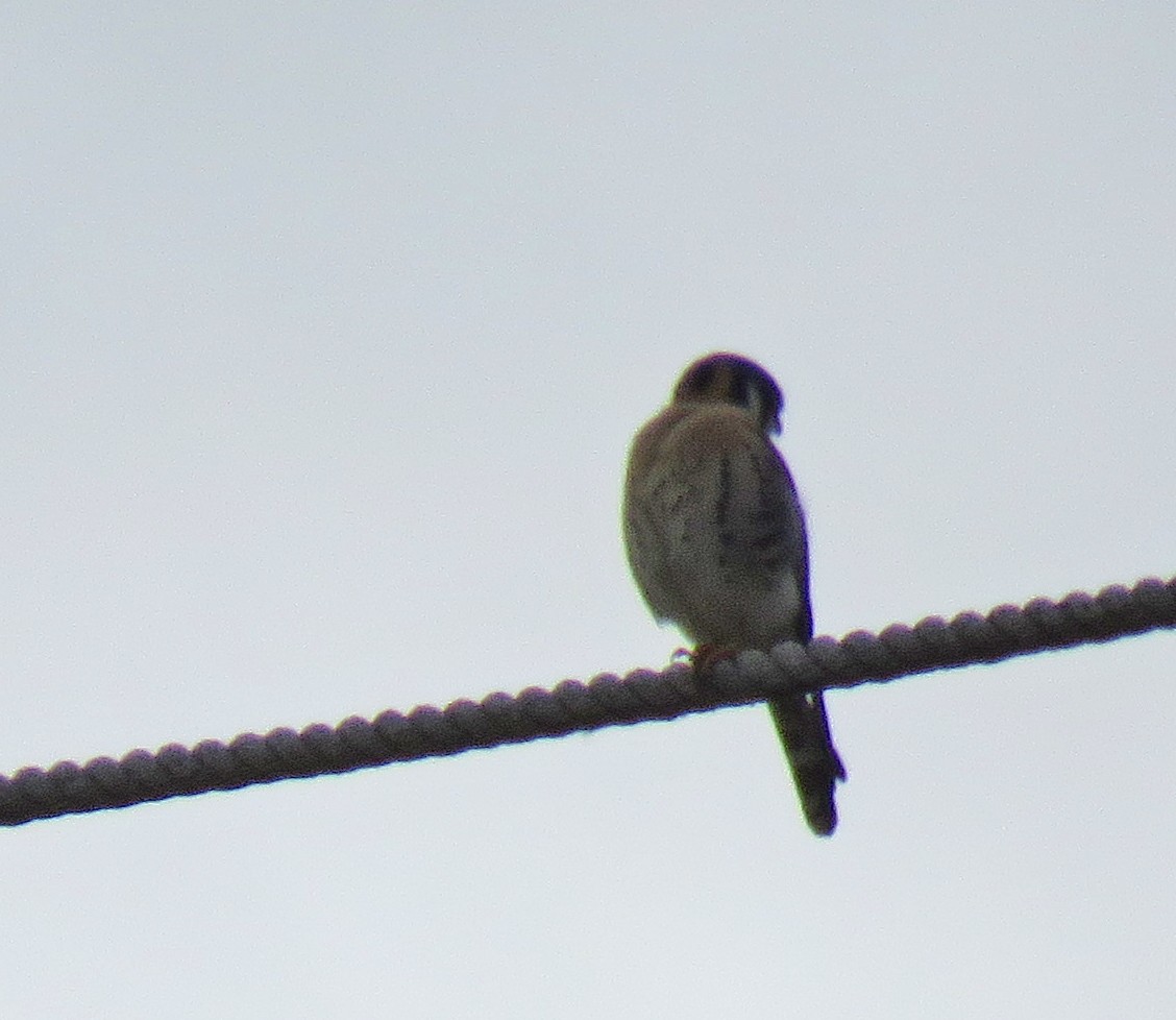 American Kestrel - Joe Hanfman