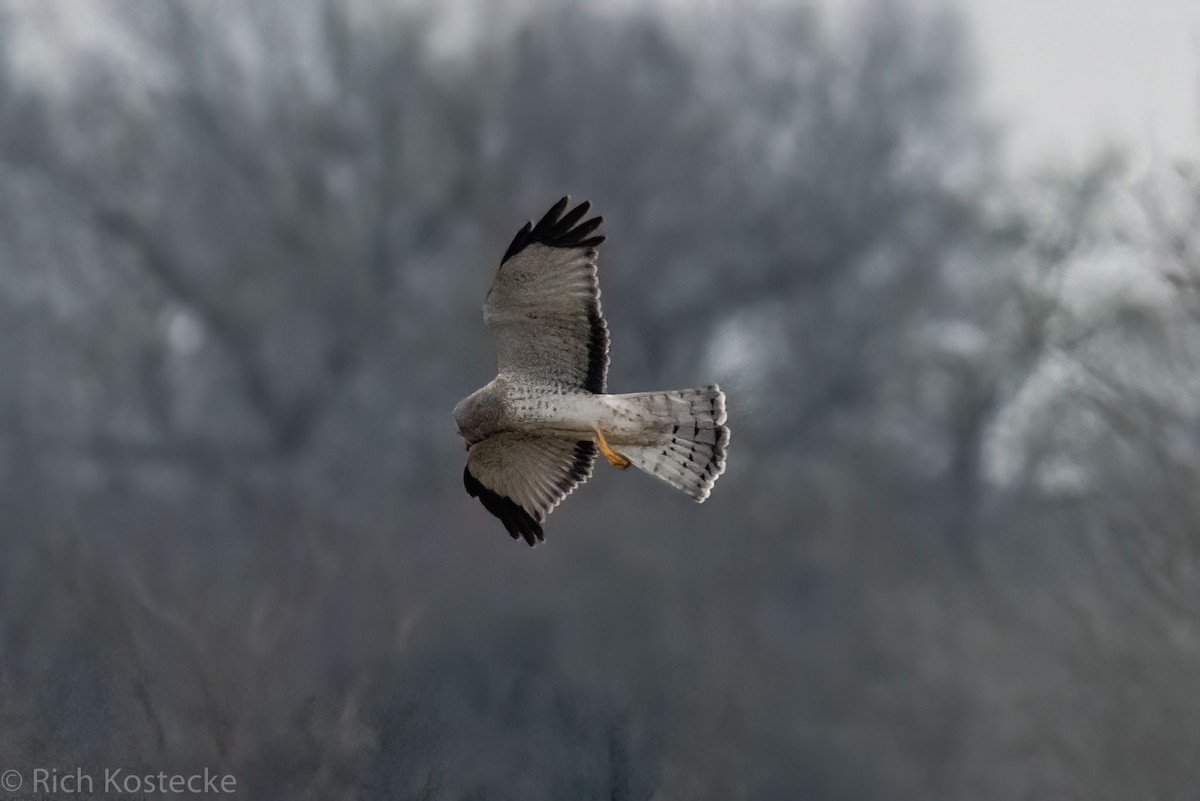 Northern Harrier - Rich Kostecke