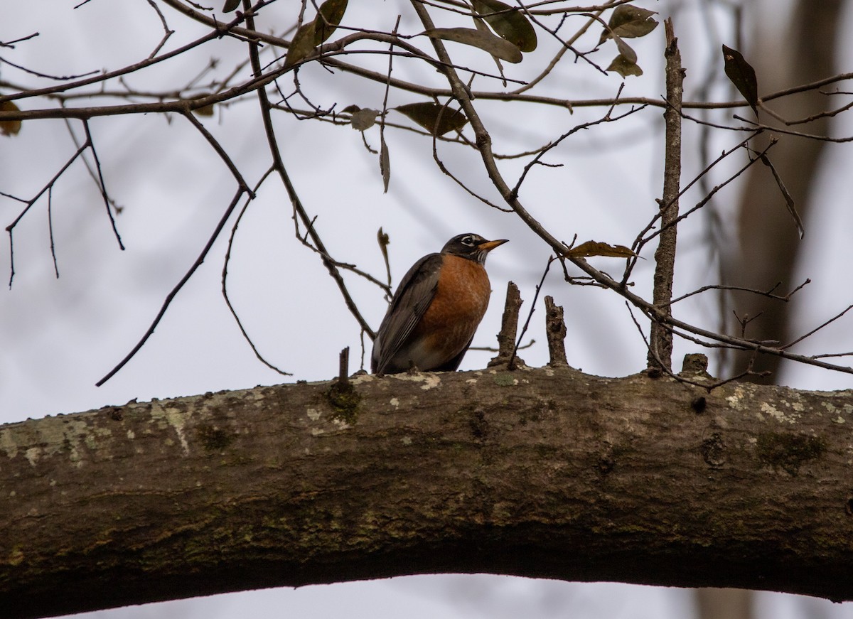 American Robin - ML519516511