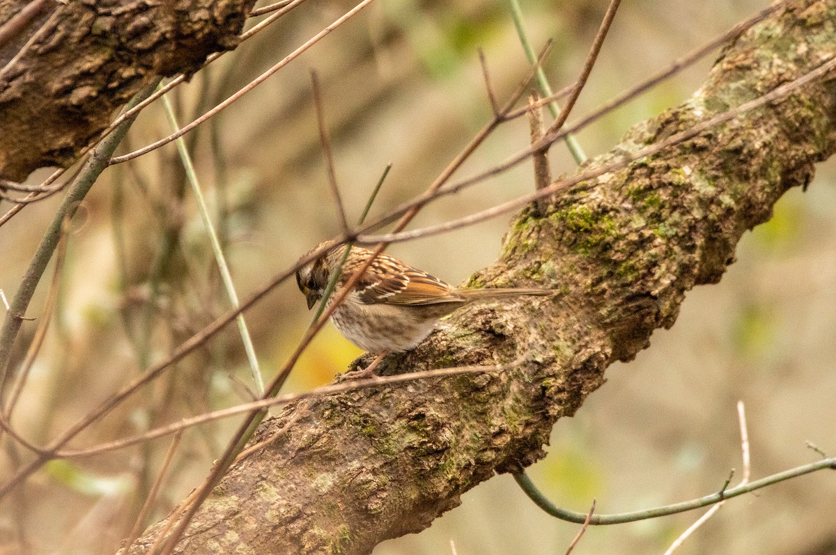 White-throated Sparrow - Nathan Mixon