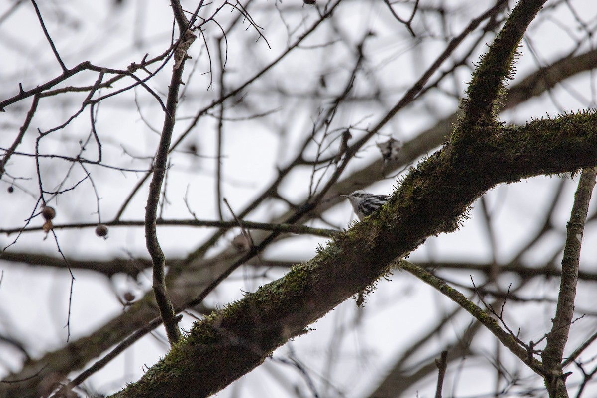 Black-and-white Warbler - ML519516771