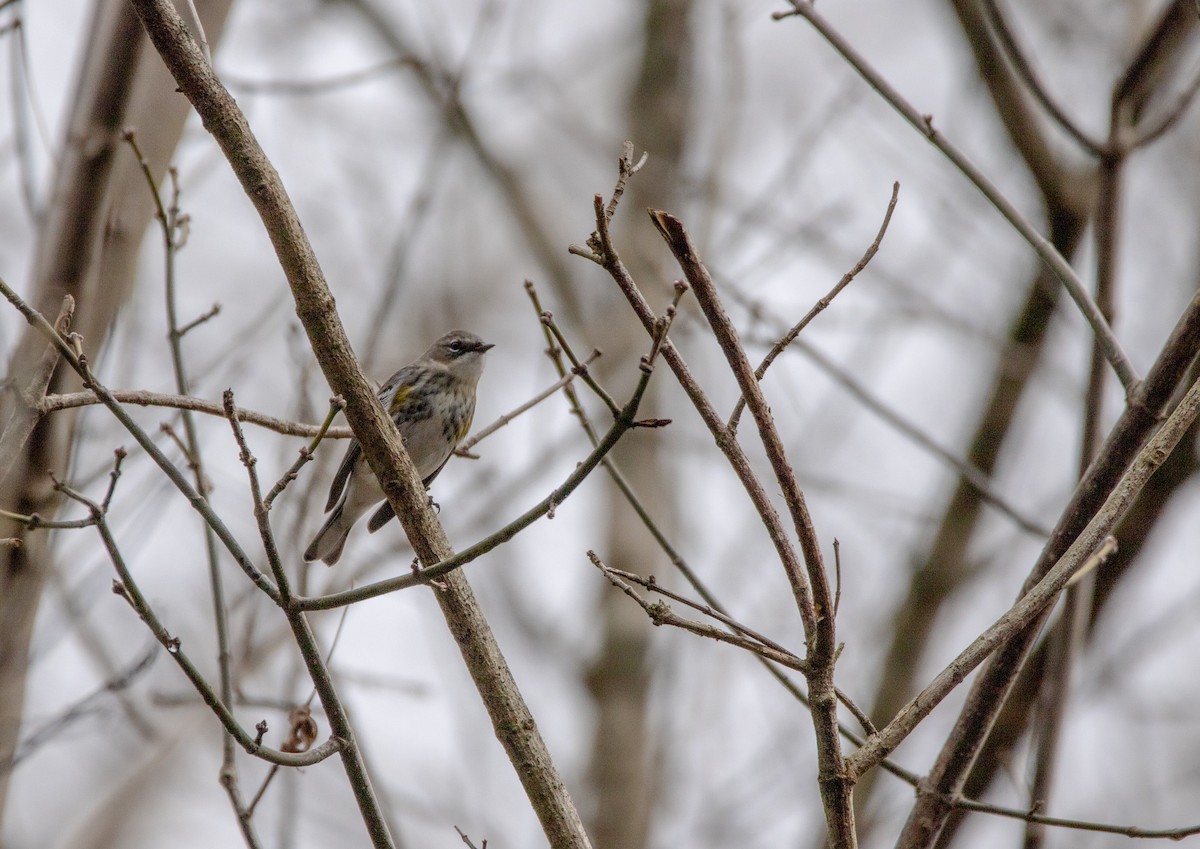 Yellow-rumped Warbler - ML519516811