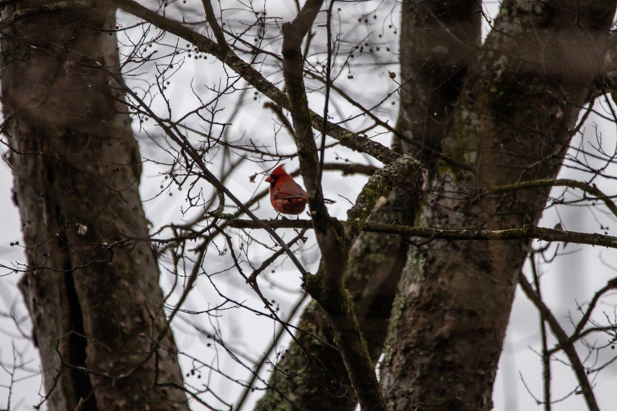 Cardinal rouge - ML519516871