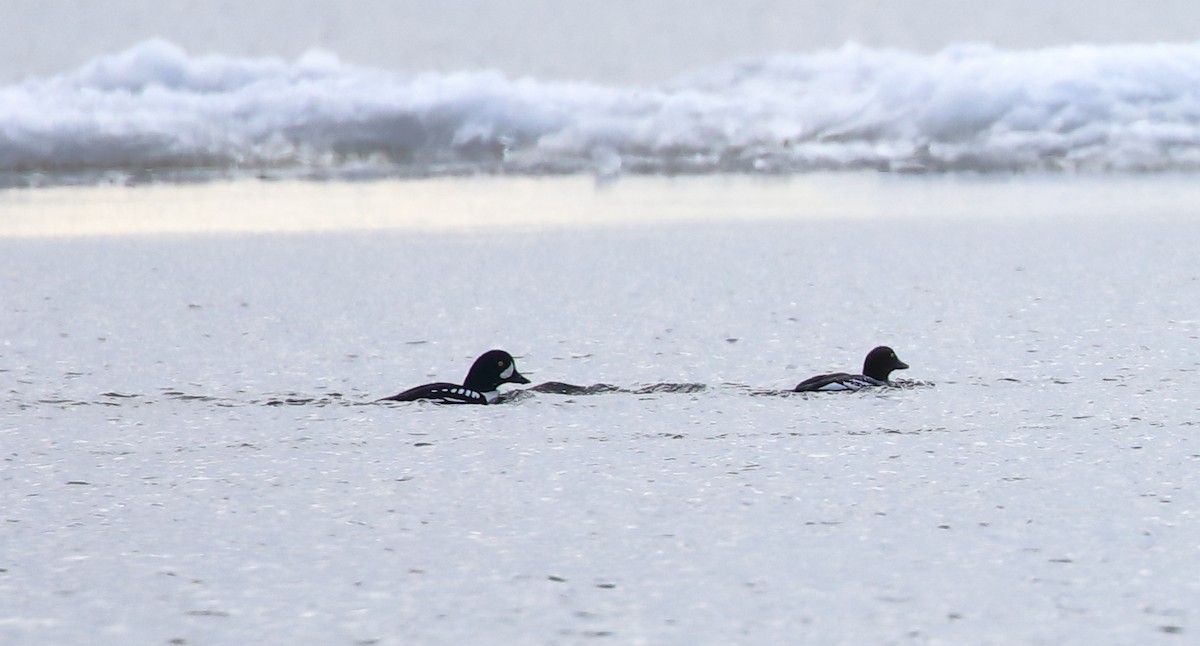 Barrow's Goldeneye - ML519517351