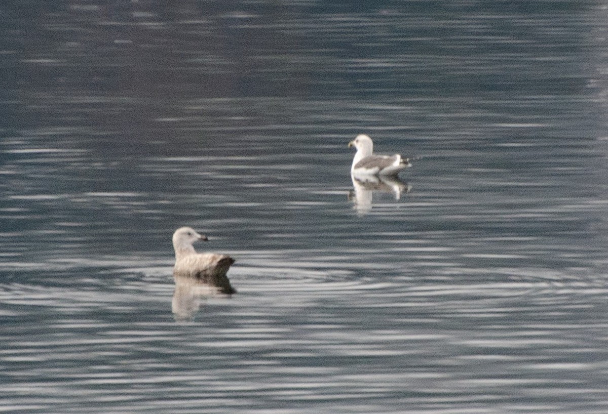 Gaviota Sombría - ML519517561