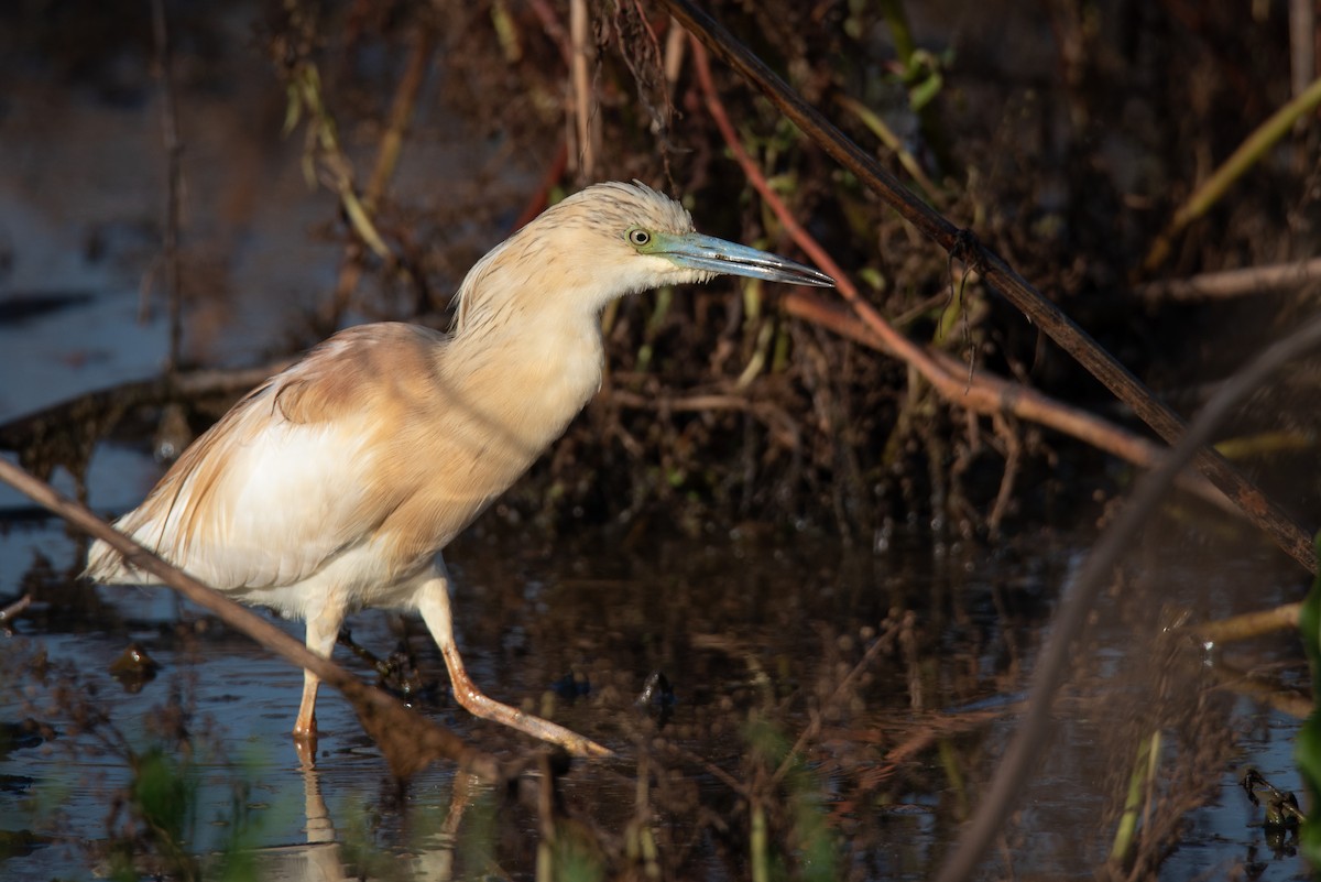 Squacco Heron - ML519517801