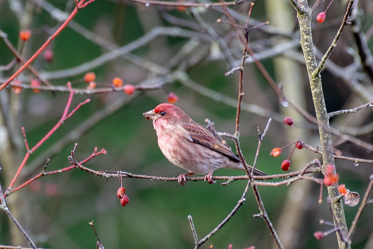 Purple Finch - ML519518211