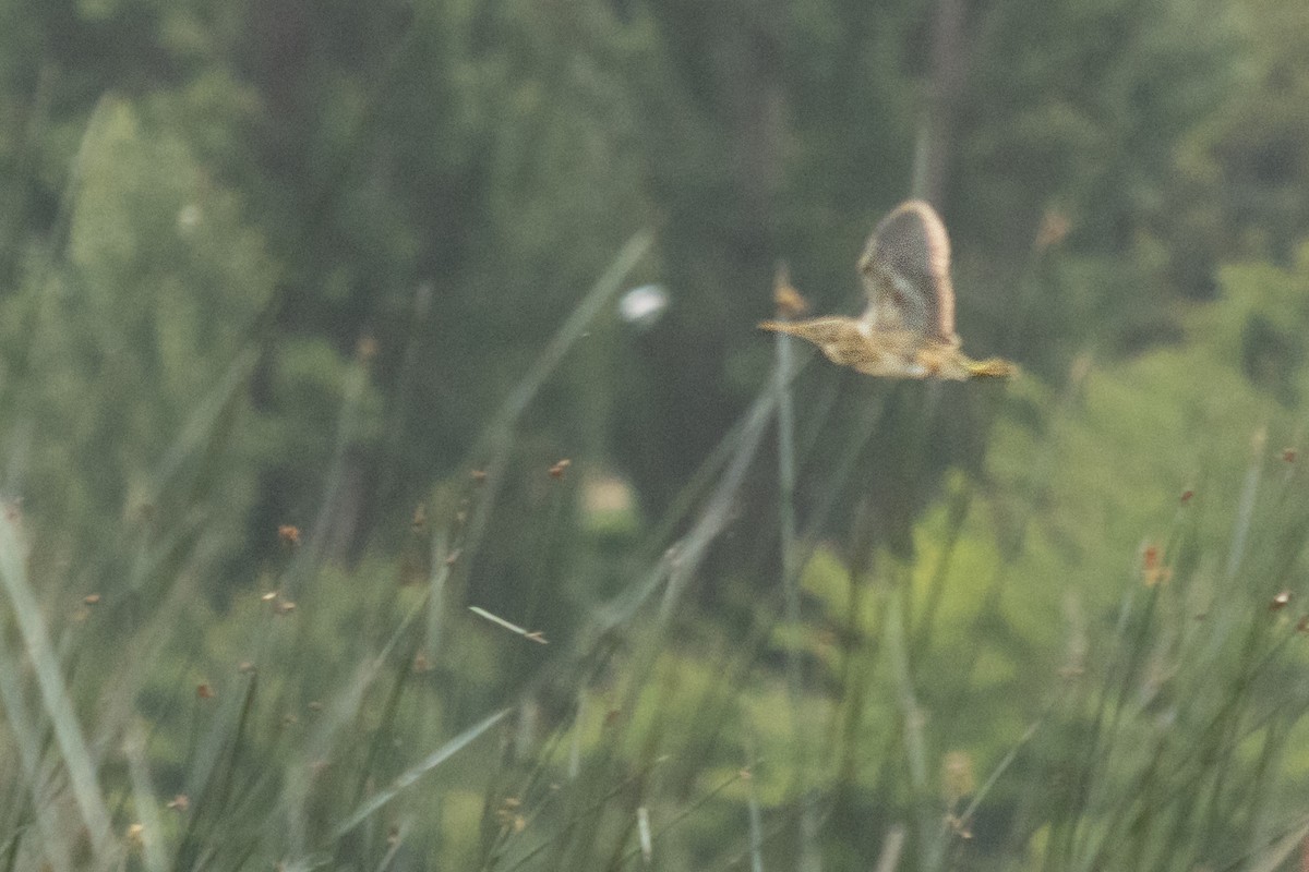 Stripe-backed Bittern - ML519518511