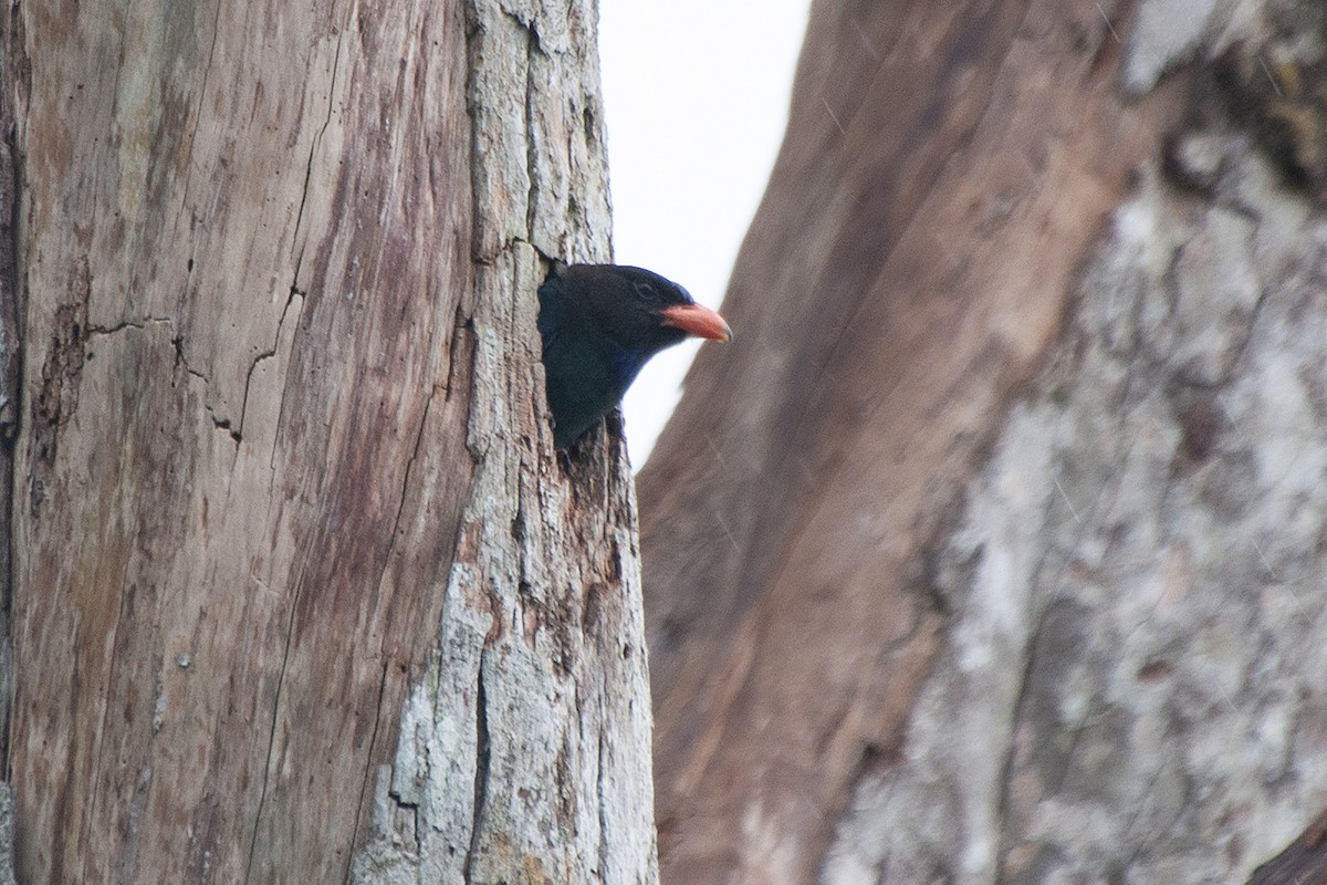 Dollarbird - Miguel Rouco