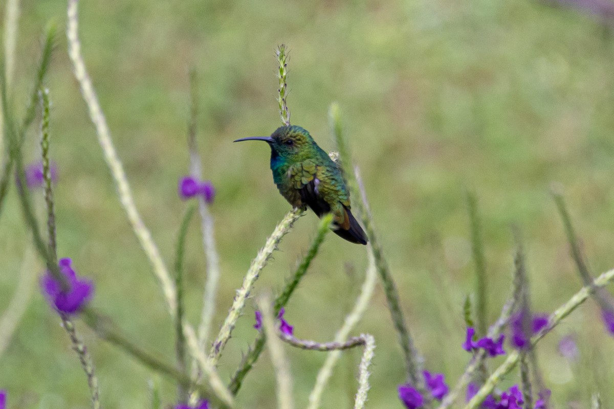 Green-breasted Mango - ML519520131