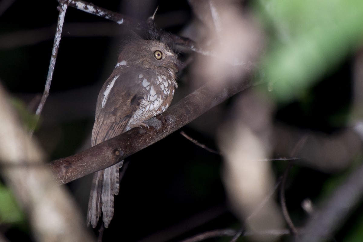 Palawan Frogmouth - ML519520981