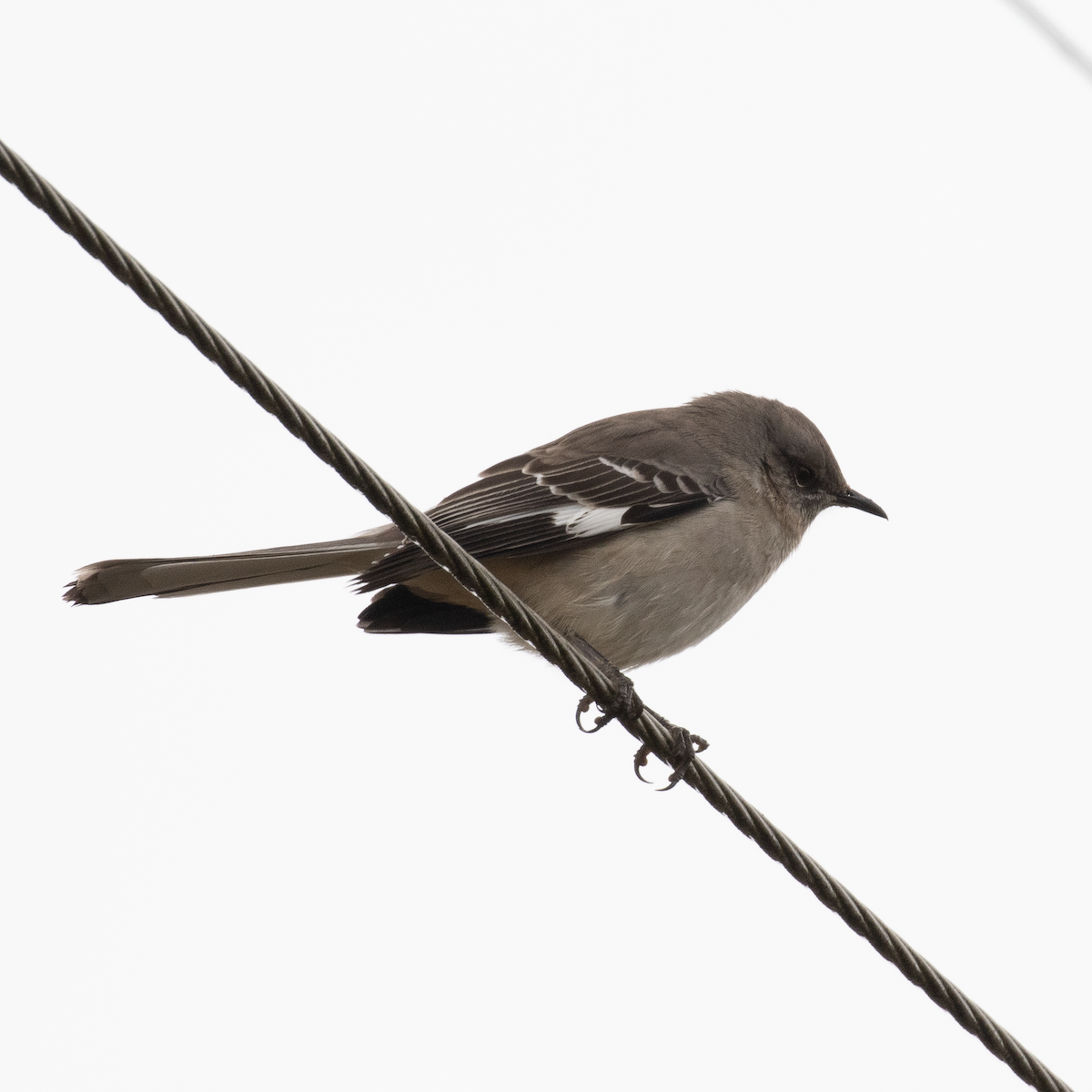 Northern Mockingbird - Kyle Landstra