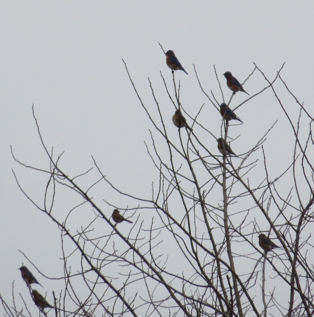 Eastern Bluebird - ML519522981