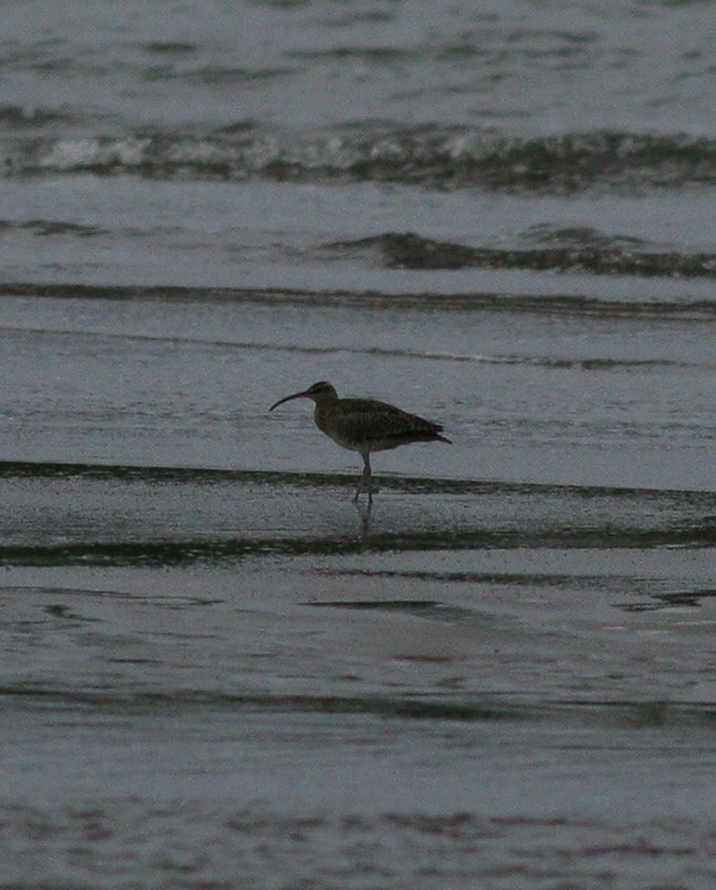 Whimbrel - ML51952381