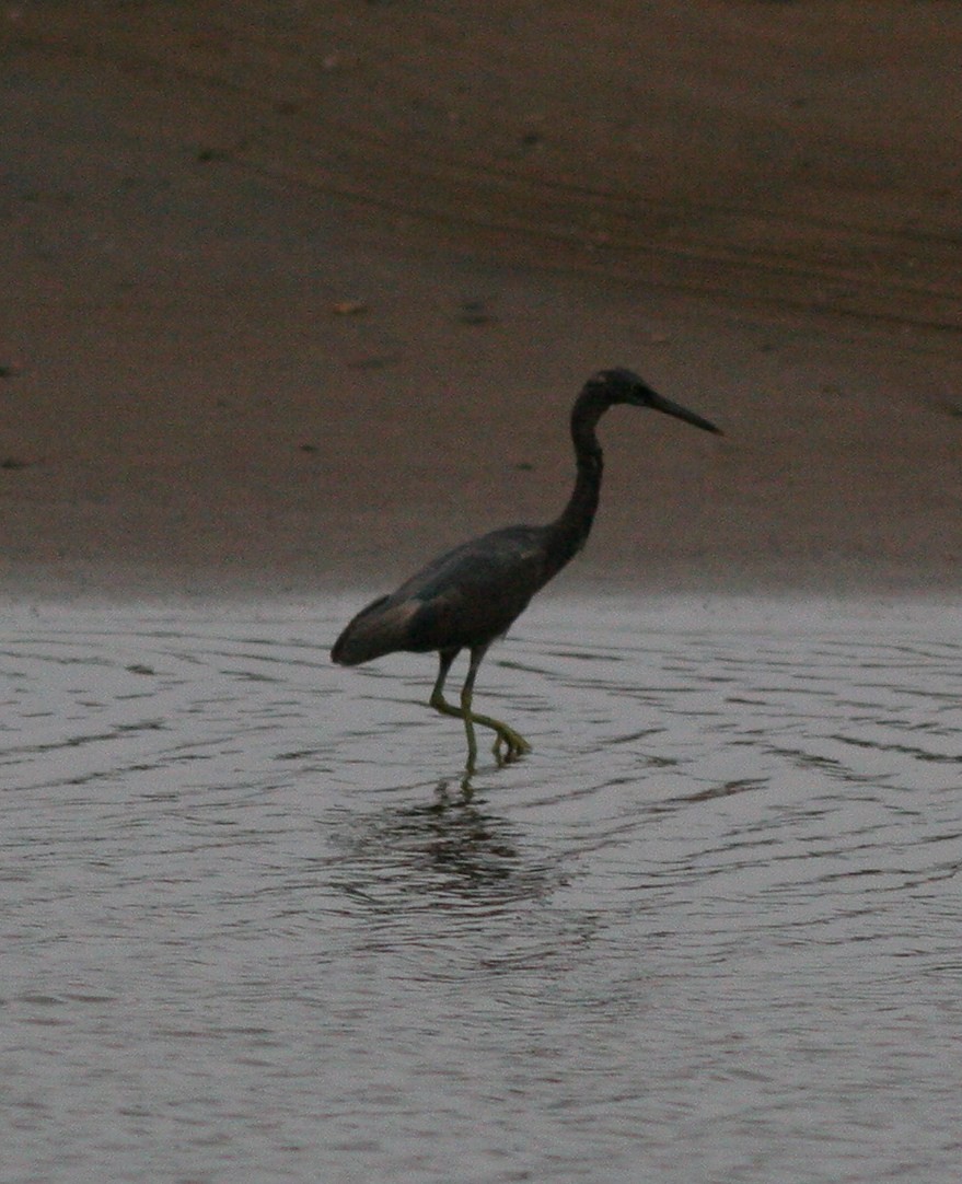 Pacific Reef-Heron - ML51952391