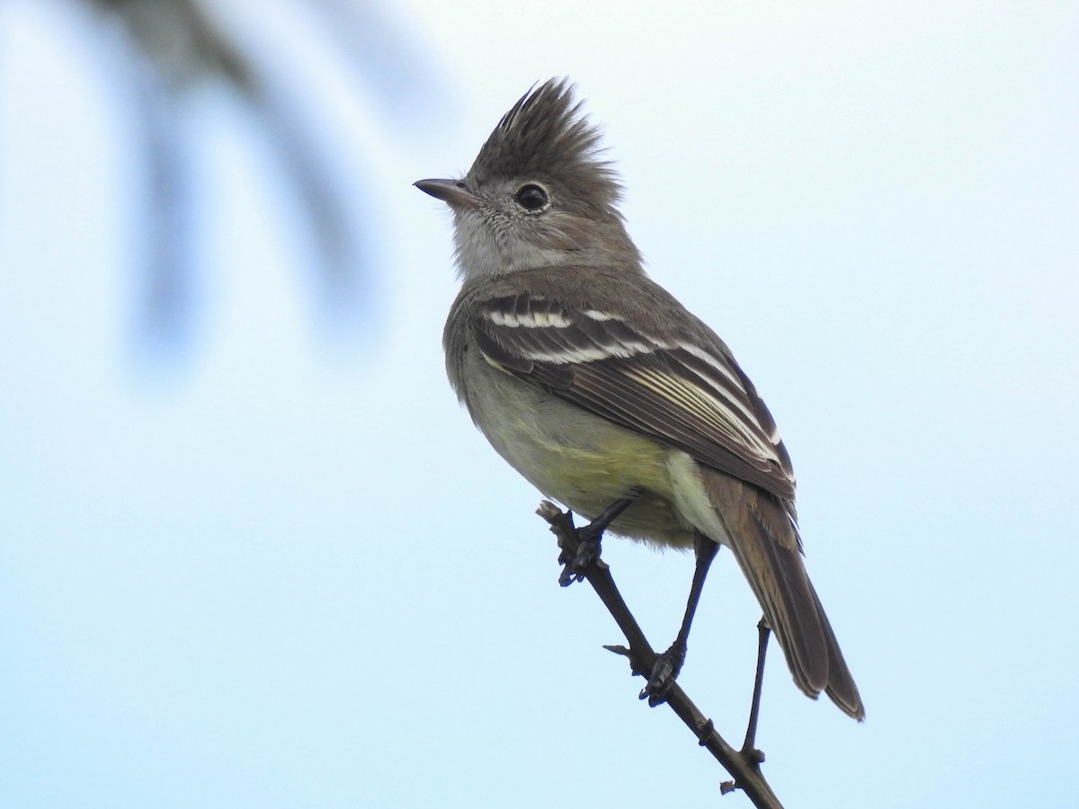 Yellow-bellied Elaenia - ML519523931