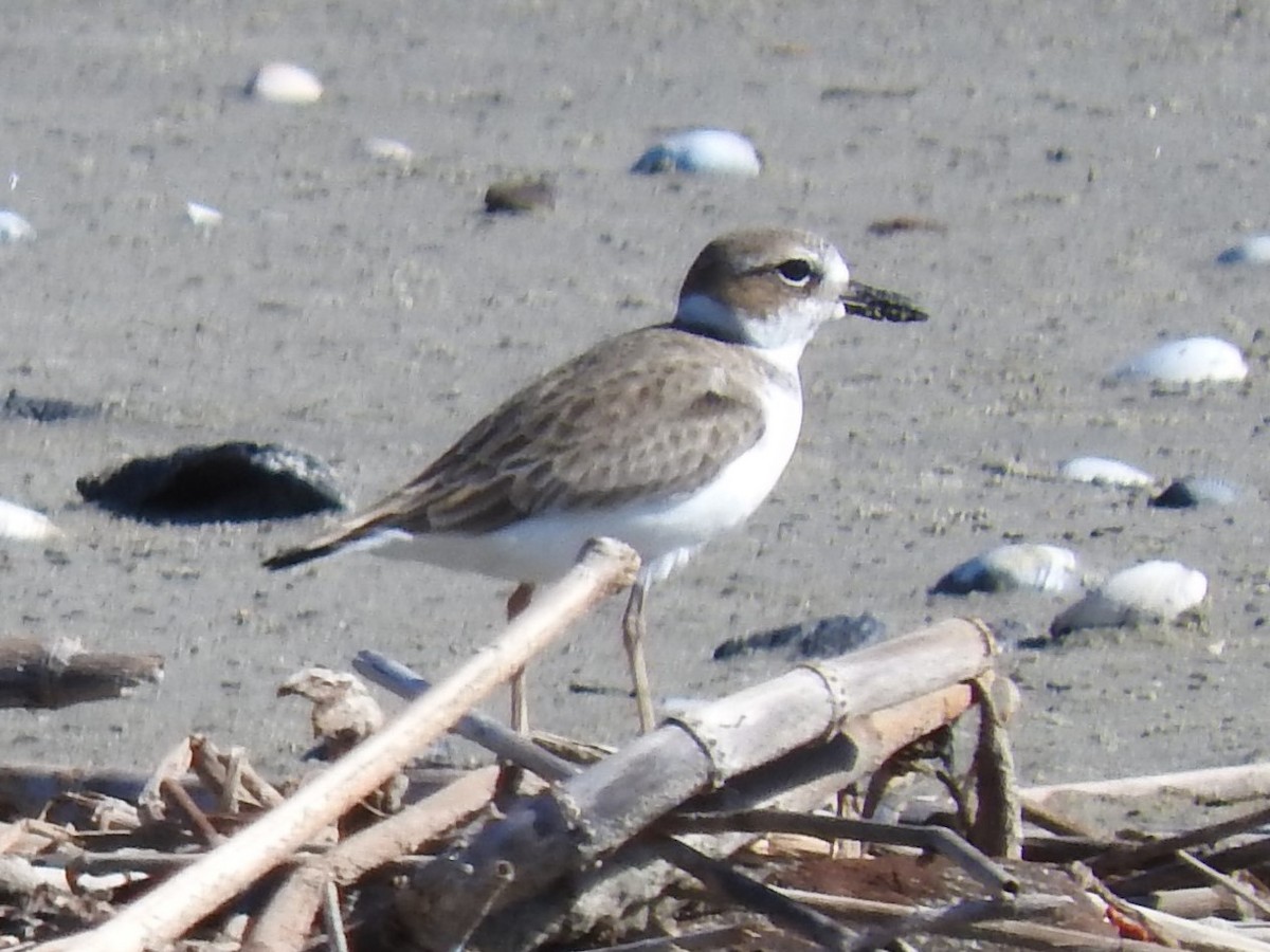 Wilson's Plover - ML519524471