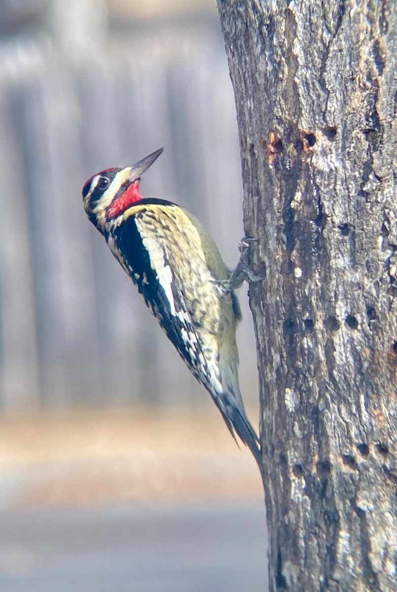 Yellow-bellied Sapsucker - ML519526831