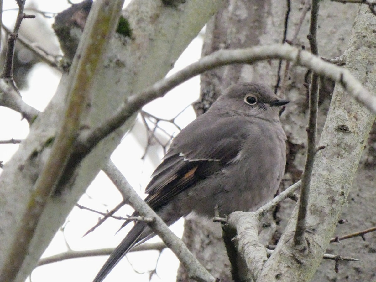 Townsend's Solitaire - Anne Buckley