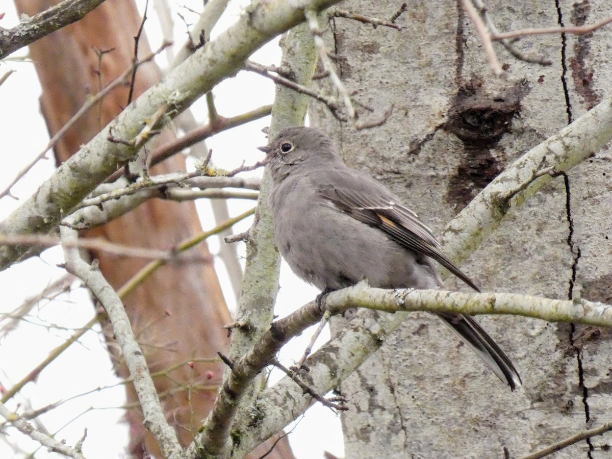 Townsend's Solitaire - Anne Buckley