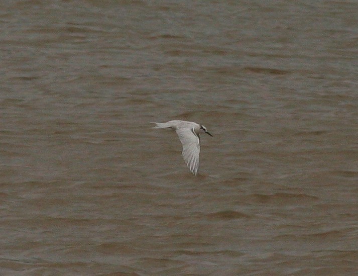 Black-naped Tern - ML51952771