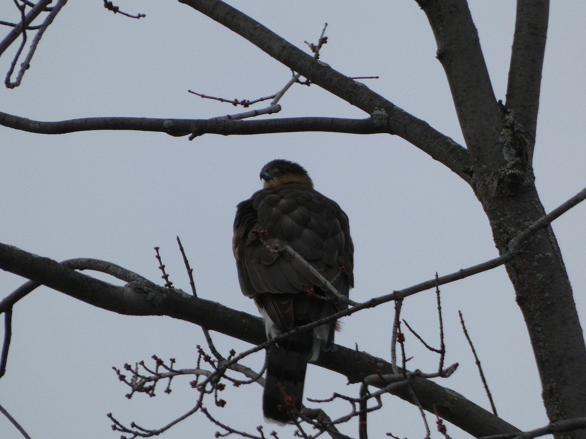 Cooper's Hawk - ML519528271