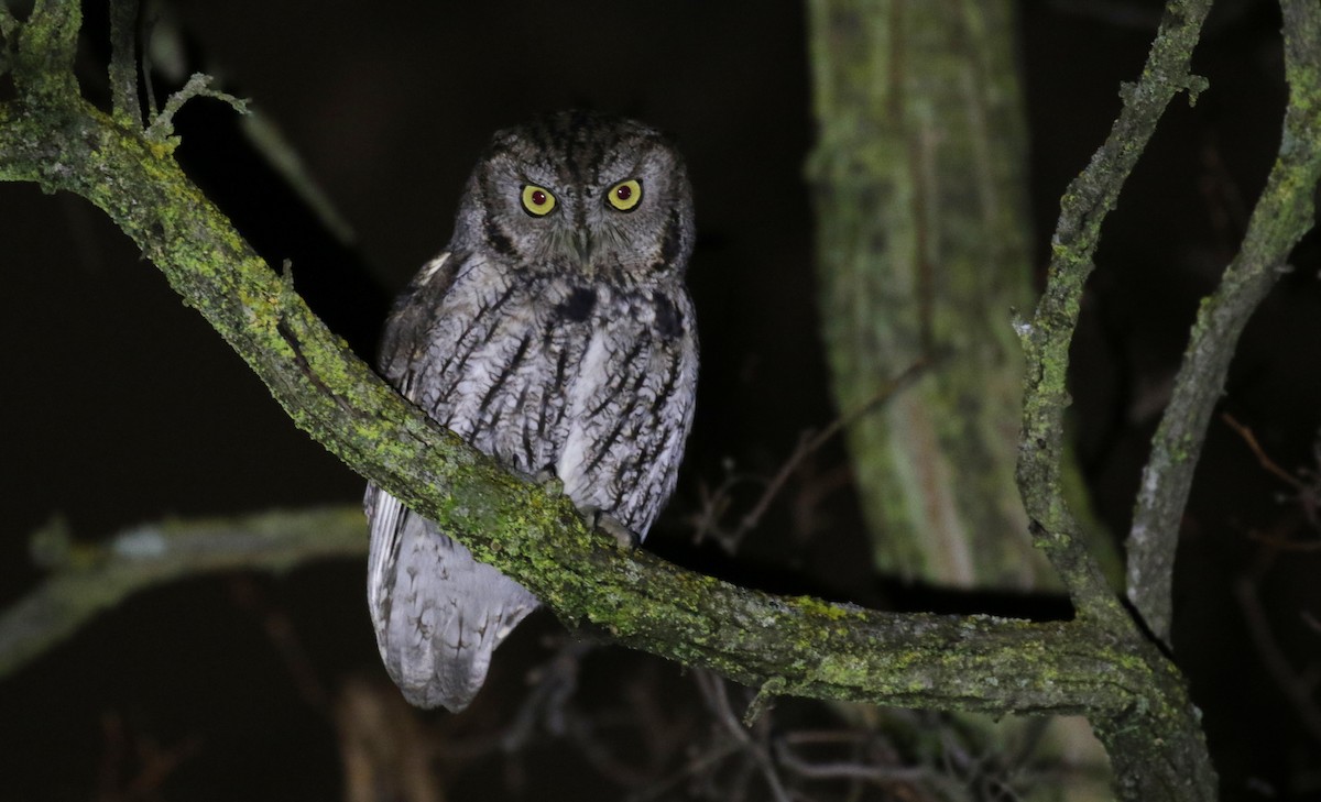 Western Screech-Owl - Michael Woodruff