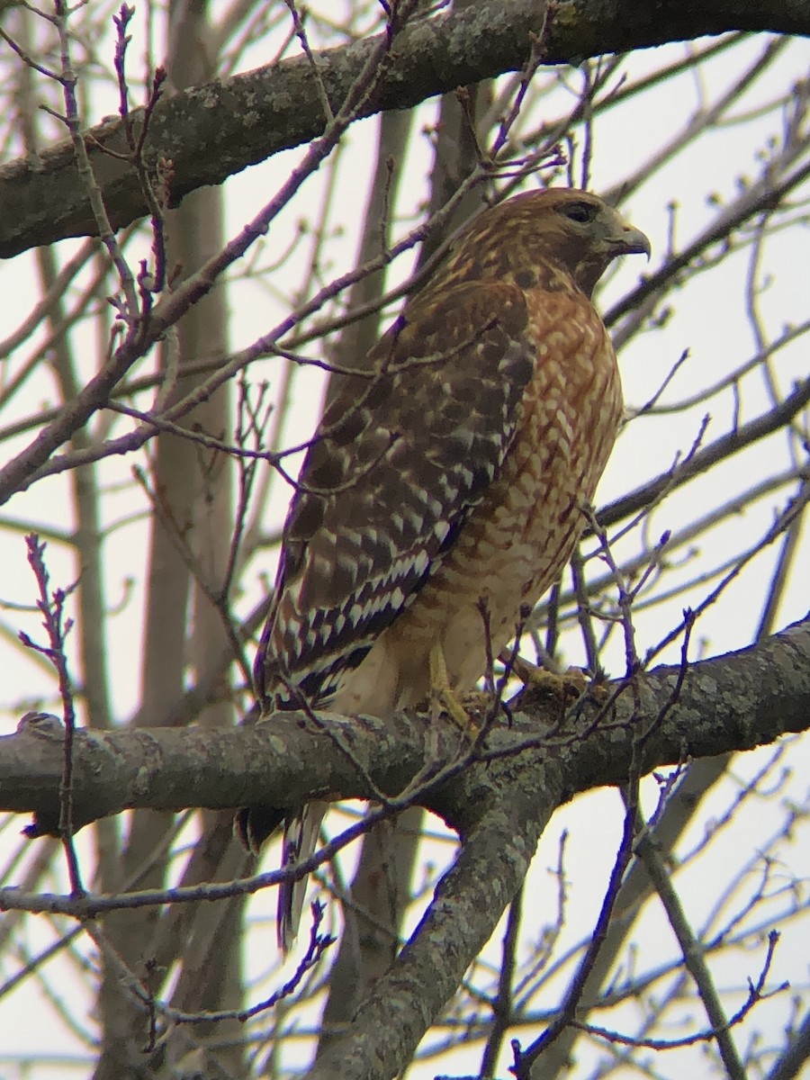 Red-shouldered Hawk (lineatus Group) - ML519529951
