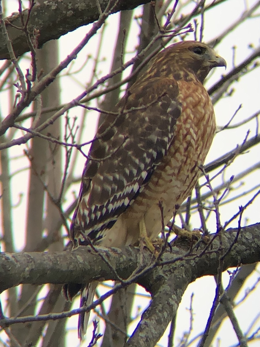 Red-shouldered Hawk (lineatus Group) - ML519529961