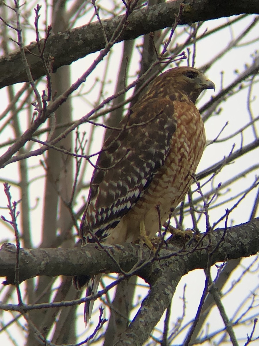 Red-shouldered Hawk (lineatus Group) - ML519529971